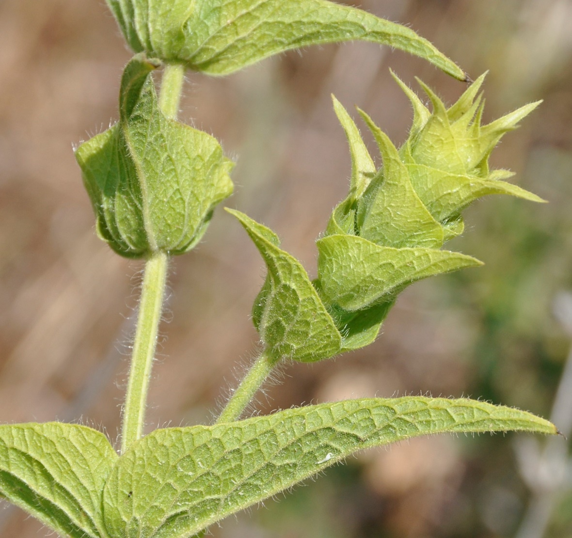 Изображение особи Sideritis perfoliata.