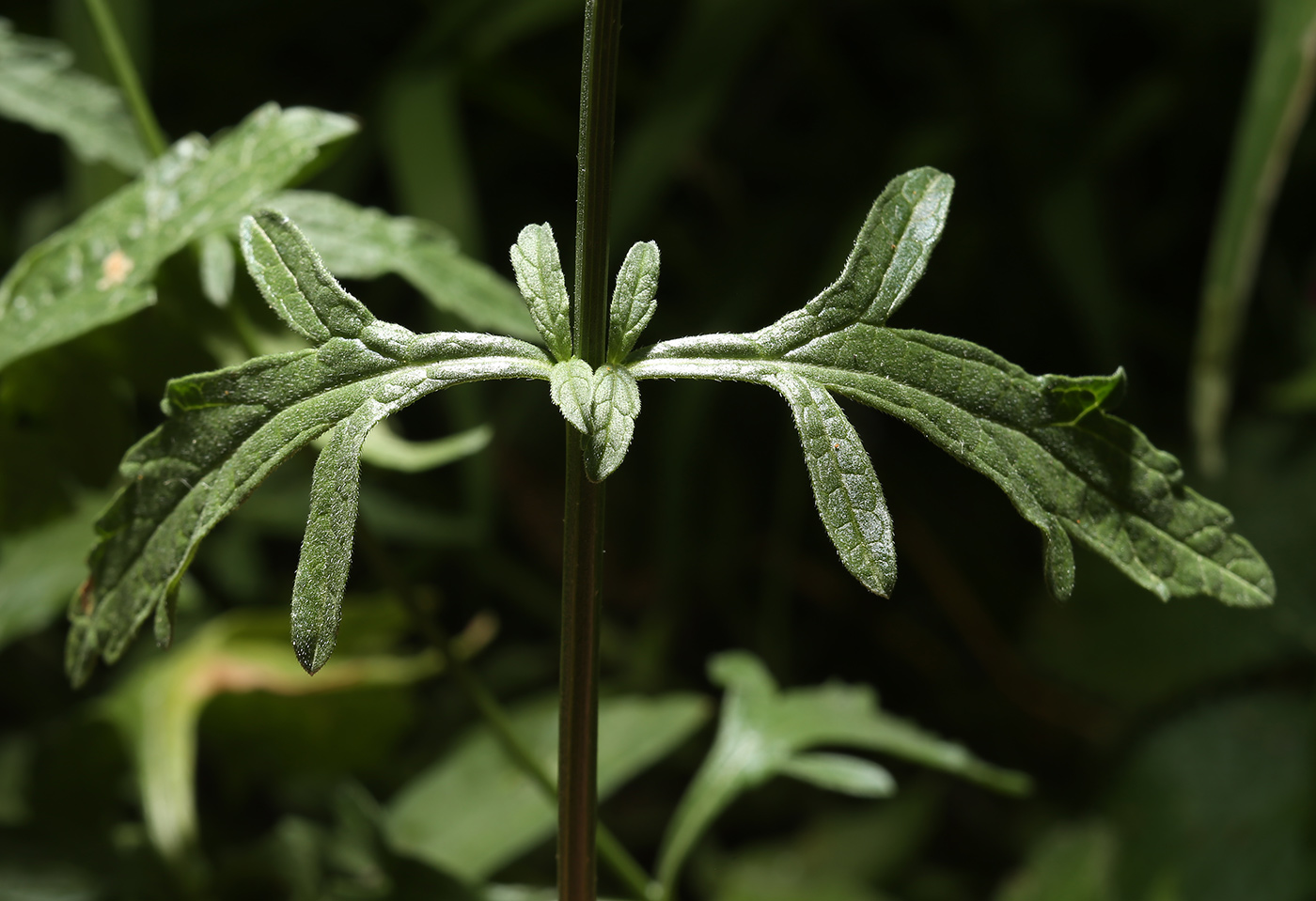 Image of Verbena officinalis specimen.