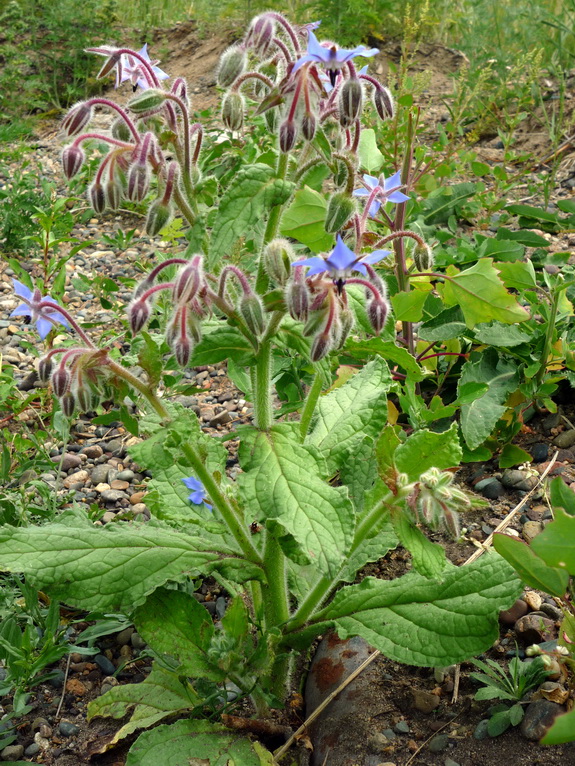 Изображение особи Borago officinalis.