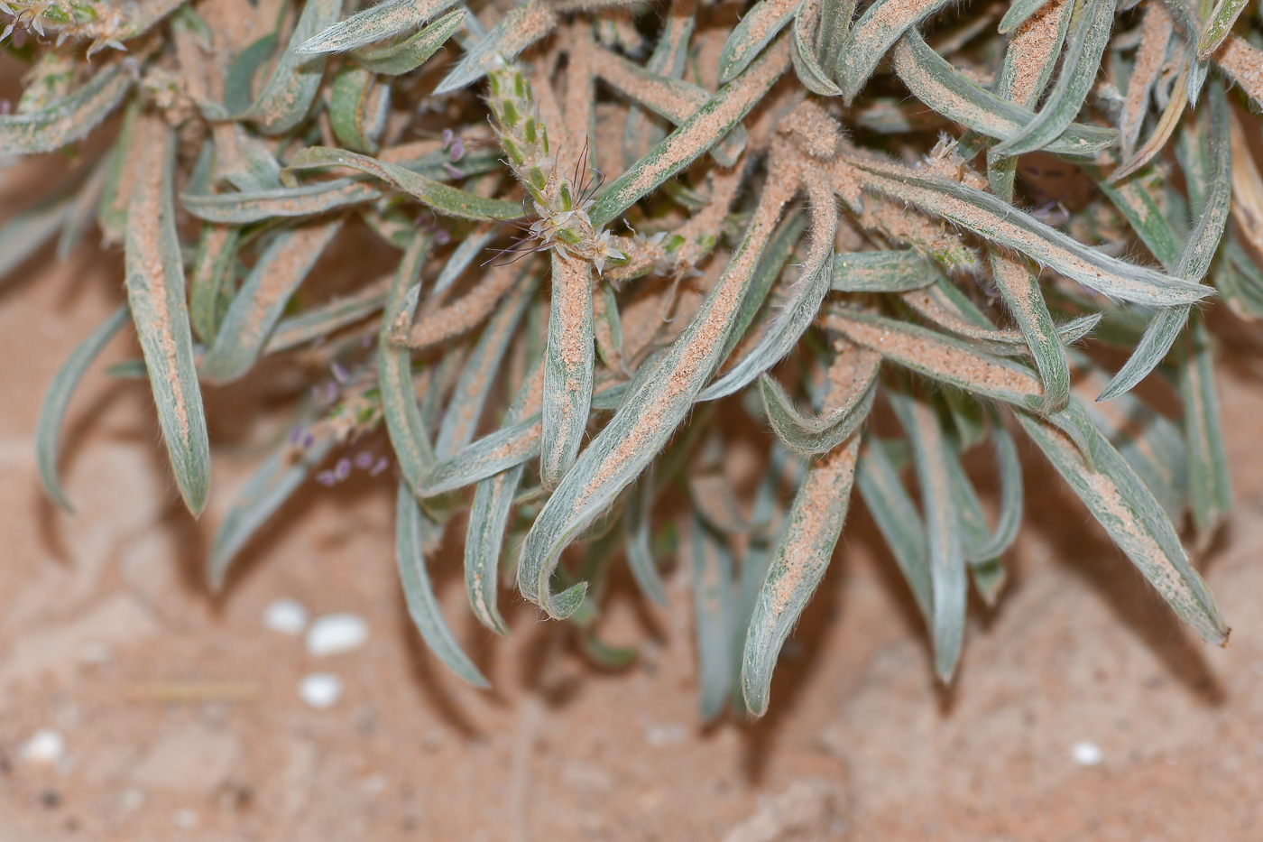 Image of Plantago albicans specimen.