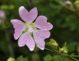 Malva thuringiaca