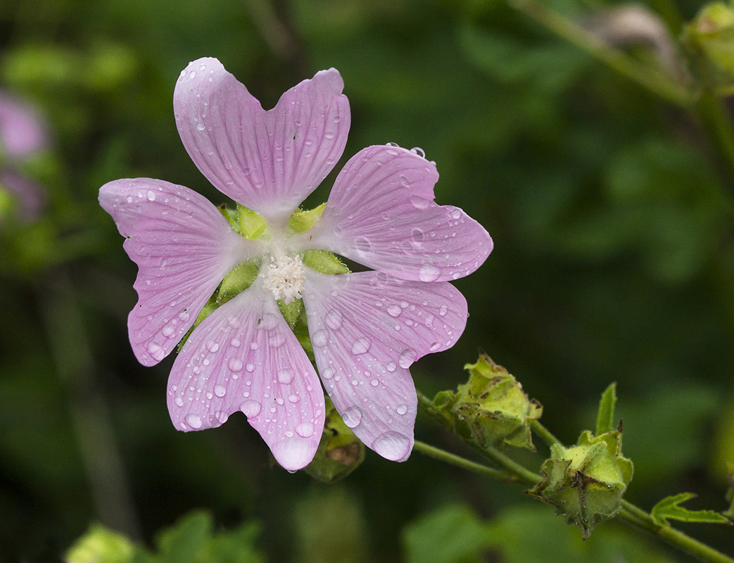 Image of Malva thuringiaca specimen.