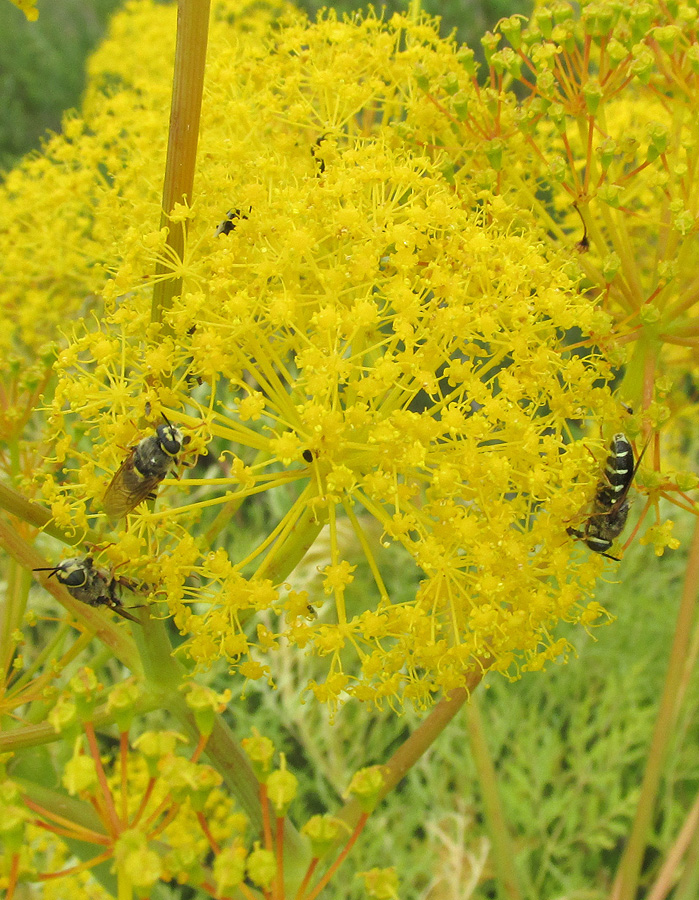 Изображение особи Ferula songarica.