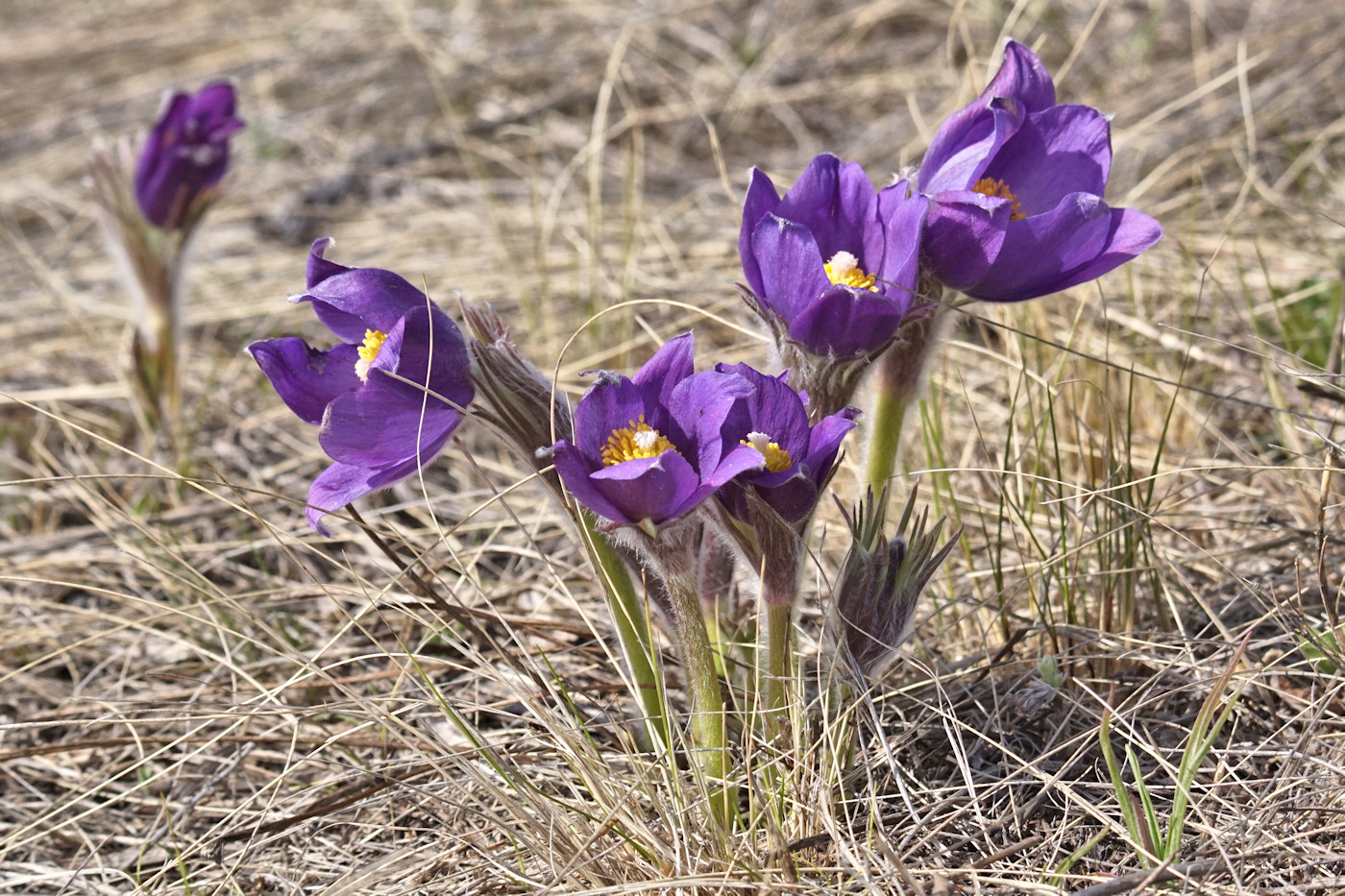 Изображение особи Pulsatilla patens.