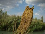 Verbascum thapsus