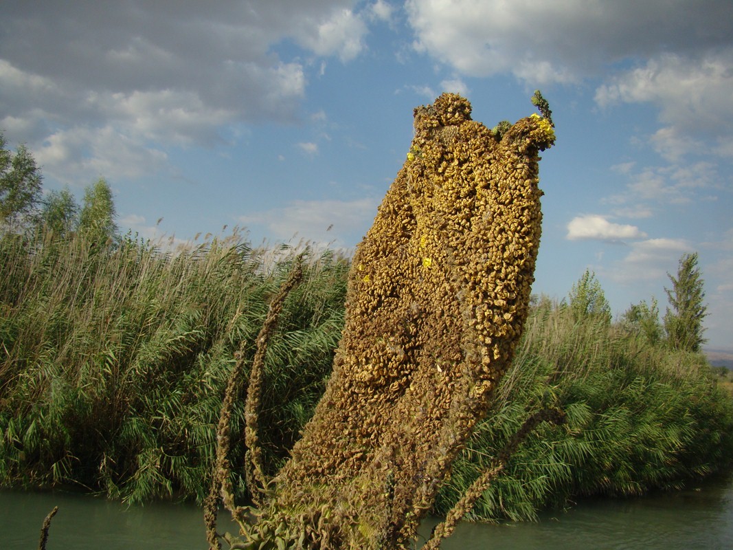 Изображение особи Verbascum thapsus.