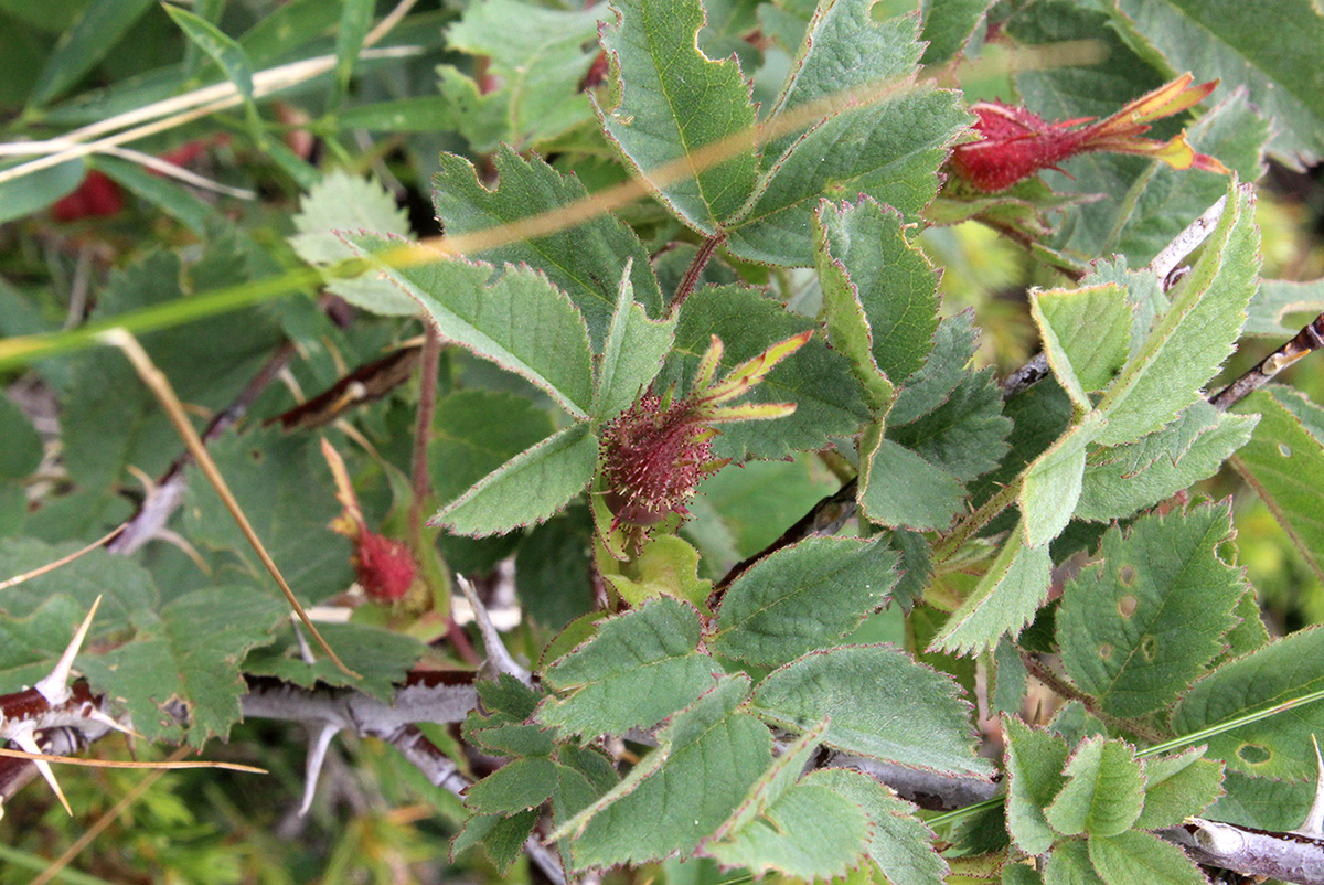 Image of genus Rosa specimen.