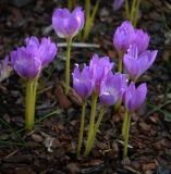 Colchicum speciosum