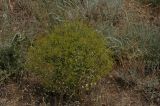 Haplophyllum perforatum