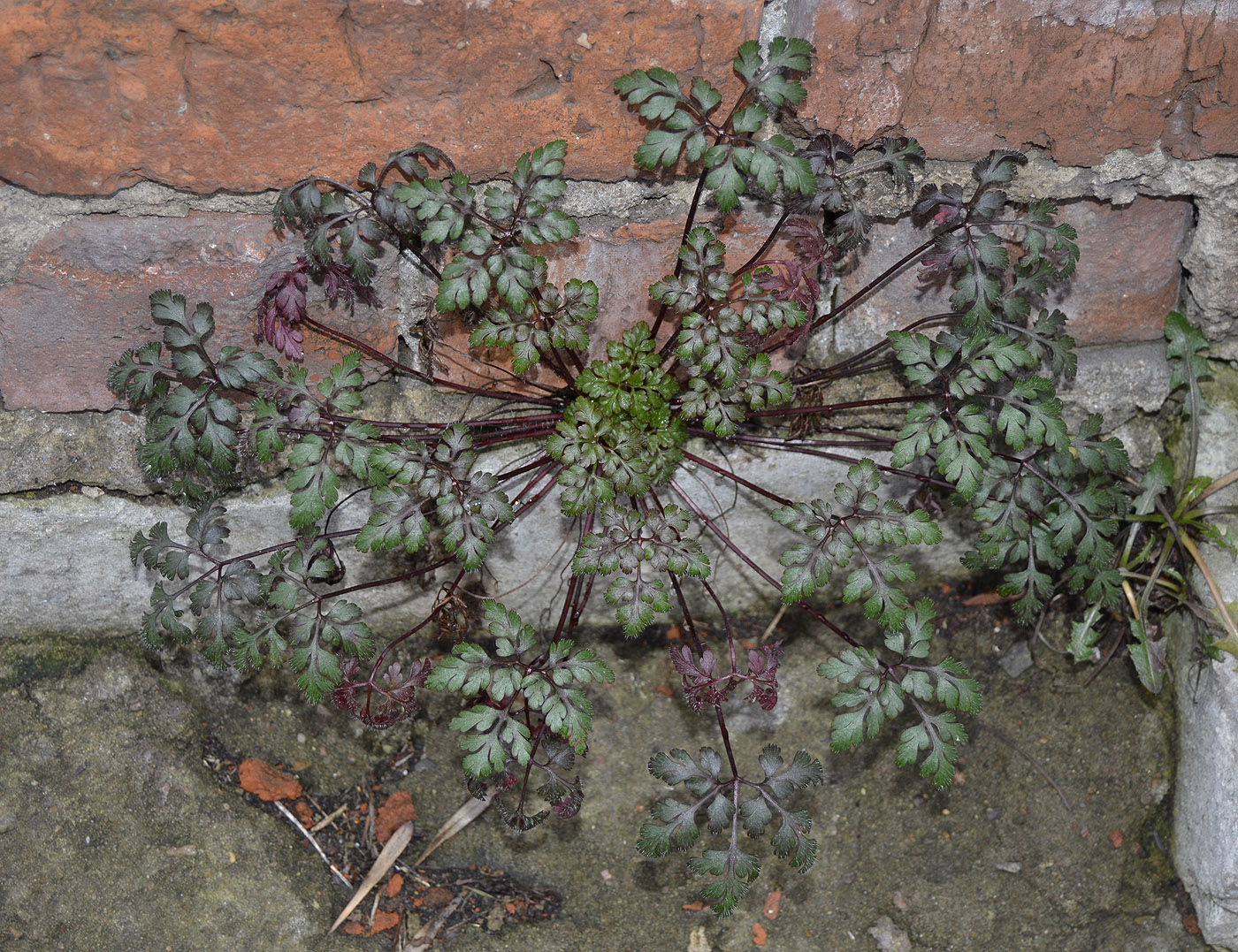 Изображение особи Geranium robertianum.