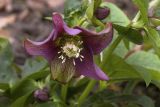 Helleborus orientalis