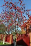 Sorbus aucuparia