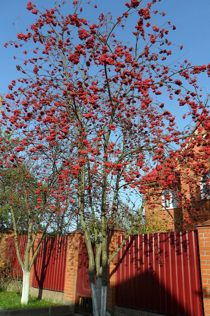 Image of Sorbus aucuparia specimen.