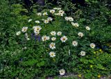 Leucanthemum vulgare. Верхушки цветущих растений (вокруг видны цветущие Vicia cracca и Potentilla). Сербия, национальный парк Тара, плоскогорье Равна Тара, опушка смешанного леса, у дороги. 09.07.2019.