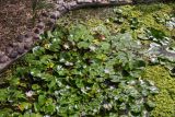 Nymphaea odorata