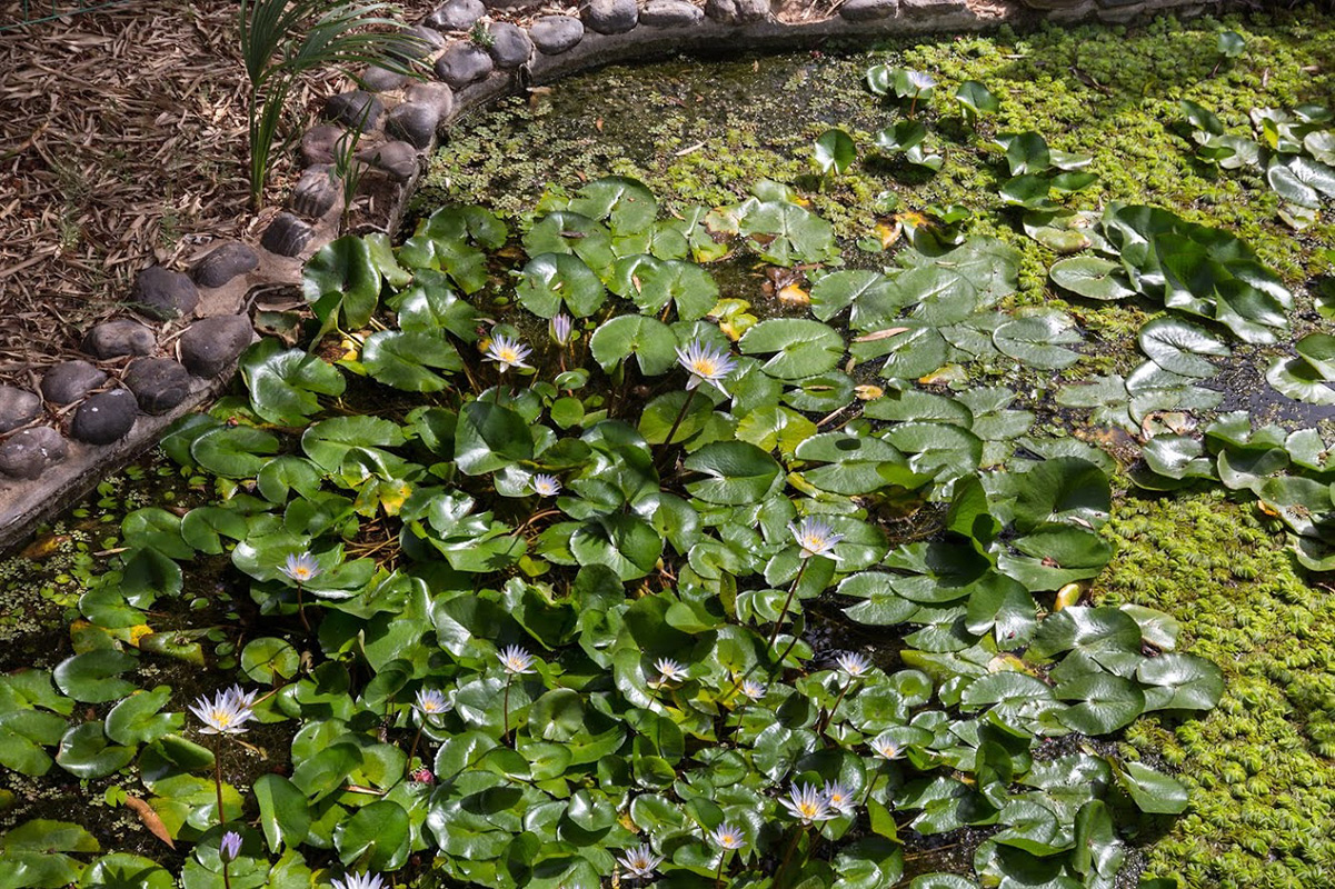 Изображение особи Nymphaea odorata.