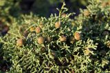 Juniperus phoenicea. Шишкоягоды и побеги. Франция, деп. Альп-де-От-Провенс, скальный участок. 02.09.2019.