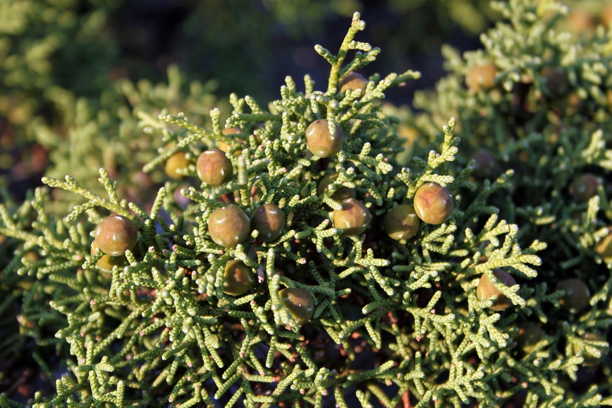 Изображение особи Juniperus phoenicea.