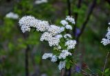 Spiraea flexuosa. Верхушка ветви с соцветием. Алтай, Улаганский р-н, окр. с. Акташ, берег Голубого (Гейзерового) озера, опушка смешанного леса. 11.06.2019.