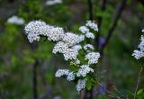 Spiraea flexuosa