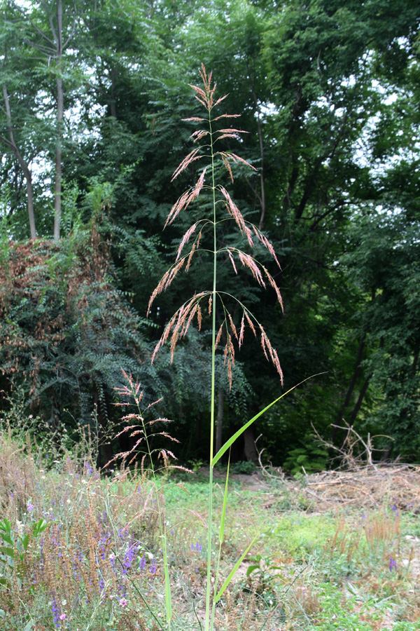 Изображение особи Sorghum halepense.