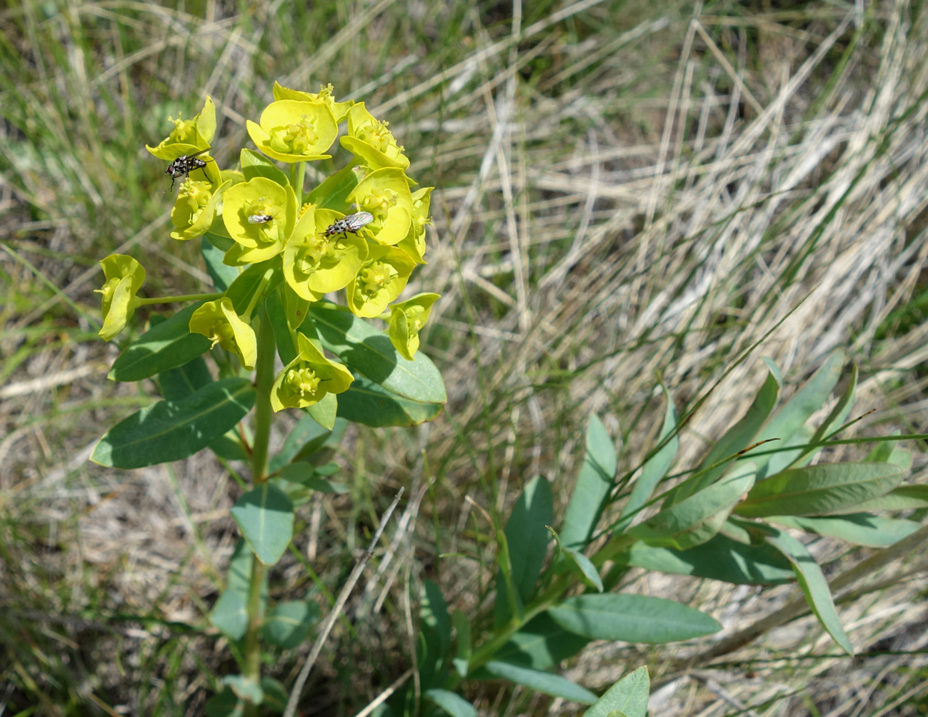 Изображение особи Euphorbia glomerulans.