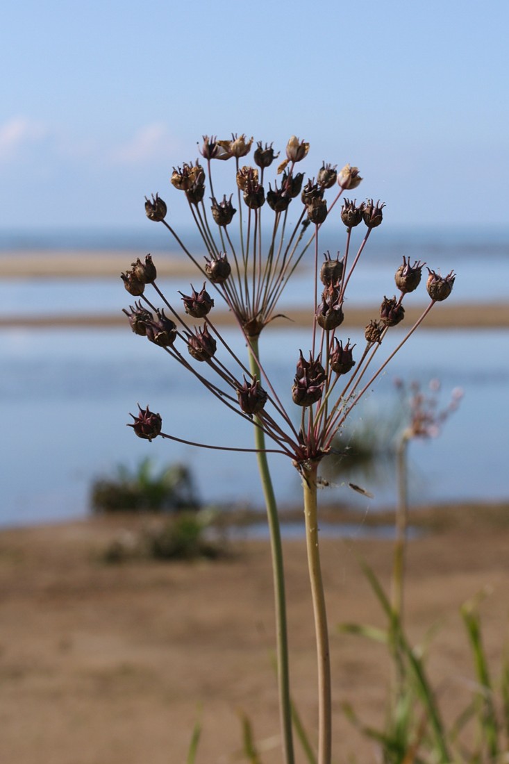 Изображение особи Butomus umbellatus.