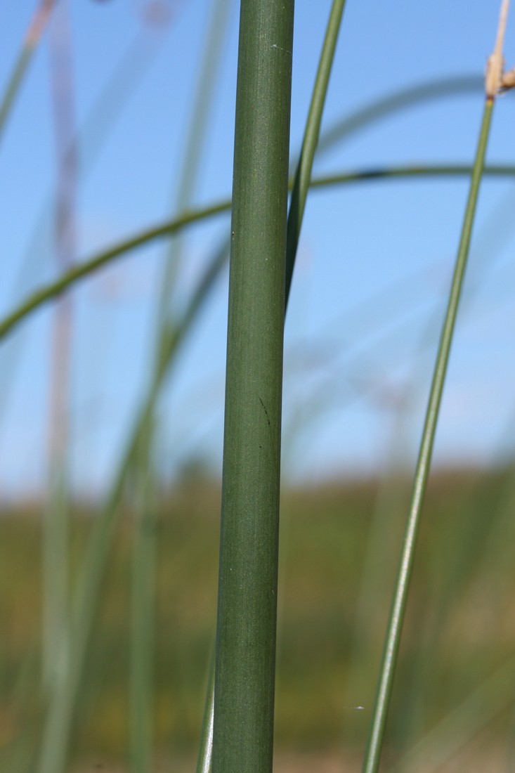 Image of Schoenoplectus lacustris specimen.