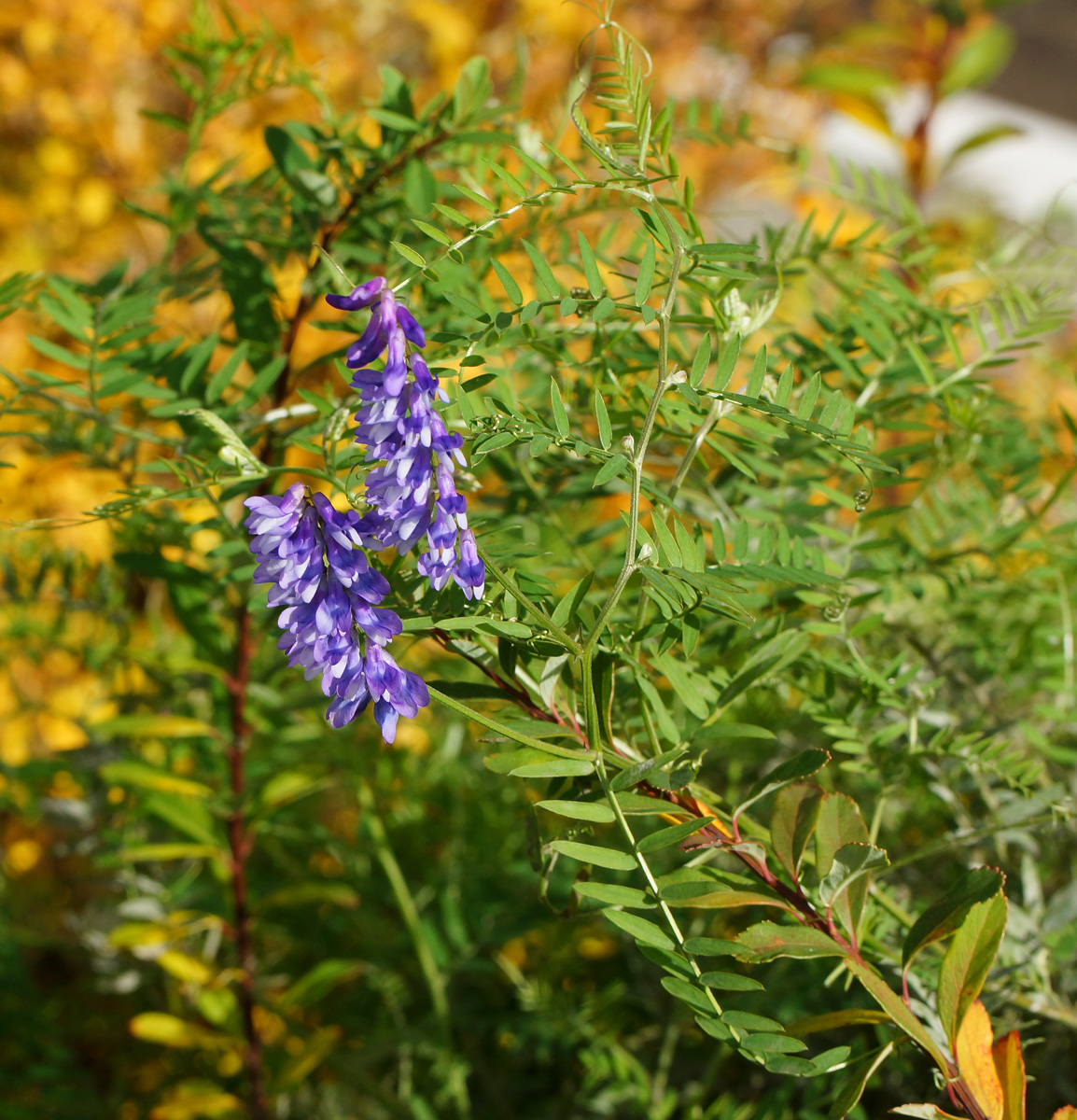 Image of Vicia tenuifolia specimen.