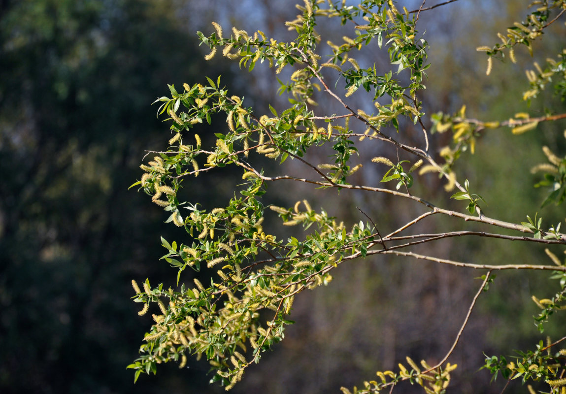 Image of Salix alba specimen.