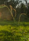 Rumex acetosella