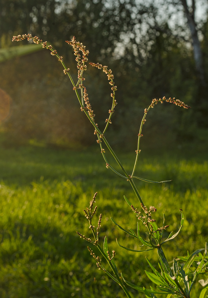 Изображение особи Rumex acetosella.