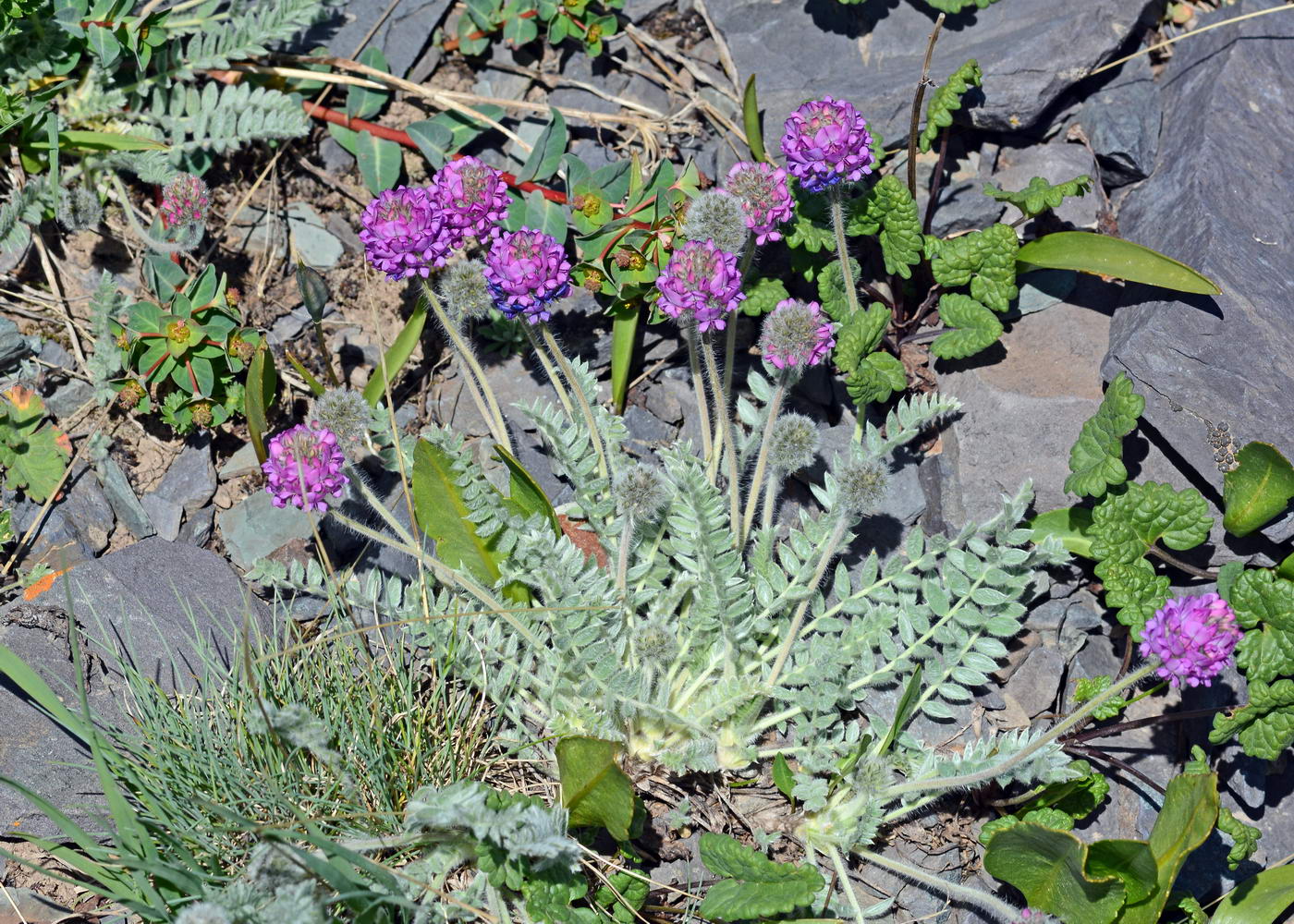 Image of Oxytropis sewerzowii specimen.