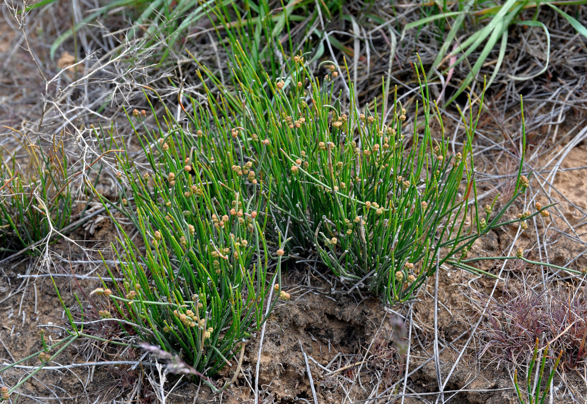 Изображение особи Ephedra distachya.