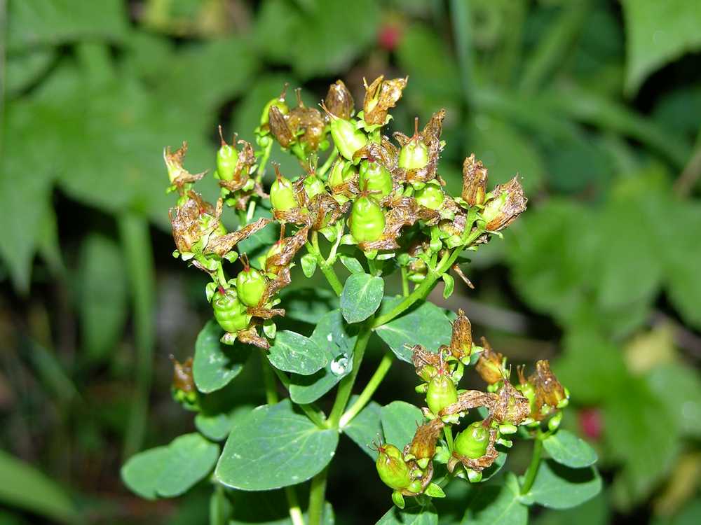 Image of genus Hypericum specimen.