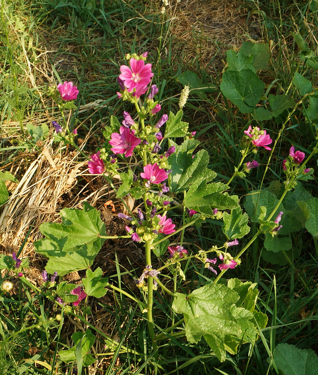 Изображение особи Malva mauritiana.