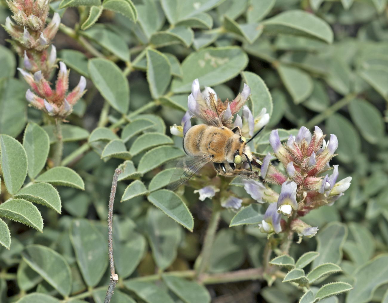 Изображение особи Glycyrrhiza aspera.