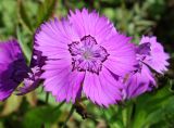 Dianthus chinensis. Цветок. Приморский край, окр. пос. Михайловка, разнотравный луг. 29.08.2019.