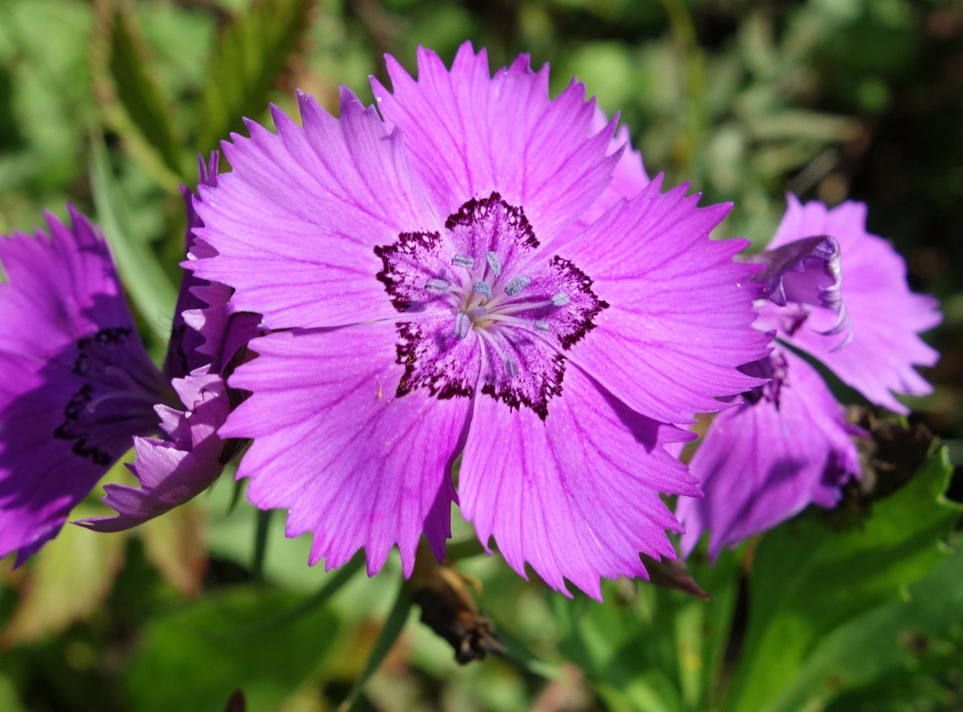 Изображение особи Dianthus chinensis.