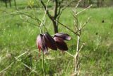Fritillaria ruthenica