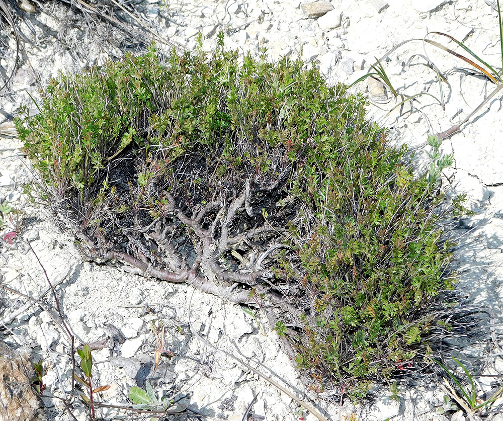 Image of Pimpinella tragium specimen.