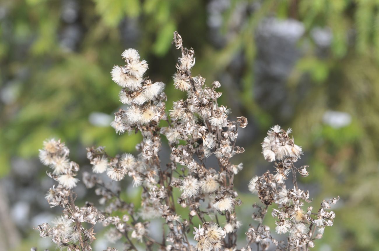 Image of Solidago virgaurea specimen.