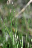 Equisetum variegatum