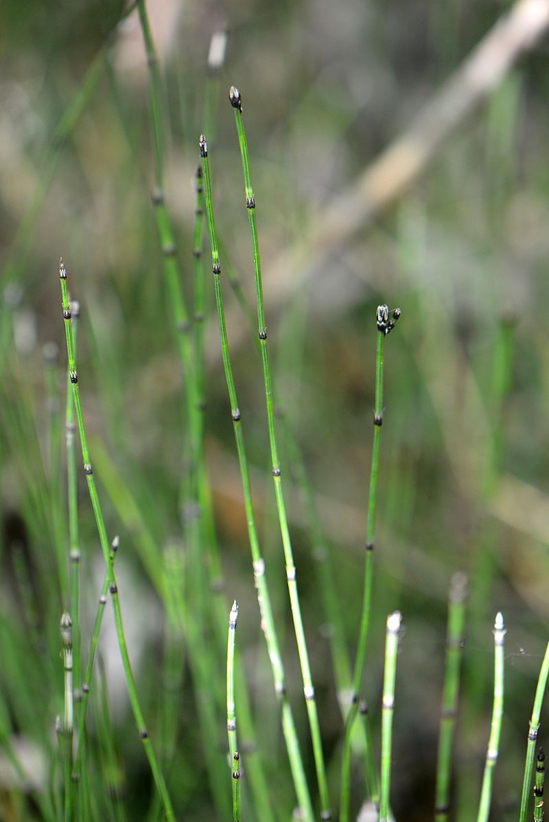 Изображение особи Equisetum variegatum.