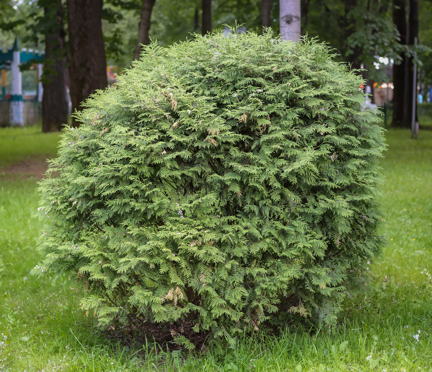 Image of Thuja occidentalis specimen.