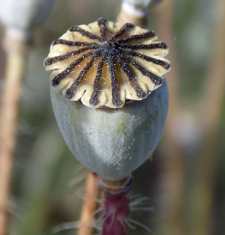 Изображение особи Papaver rhoeas.