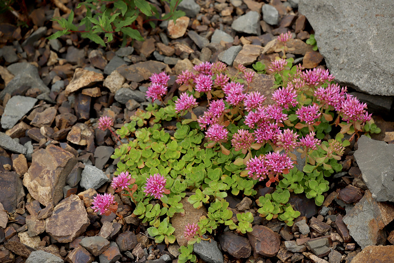 Image of Sedum spurium specimen.