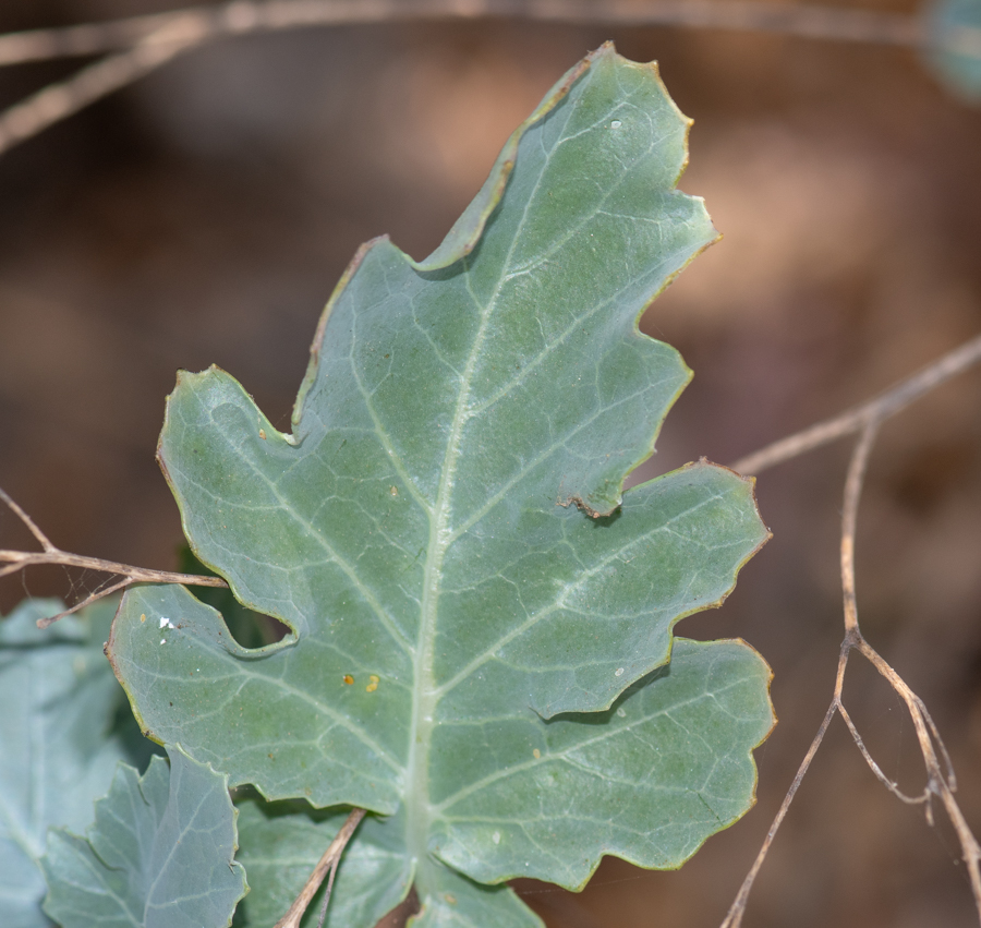 Image of Crambe sventenii specimen.