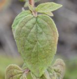 genus Origanum