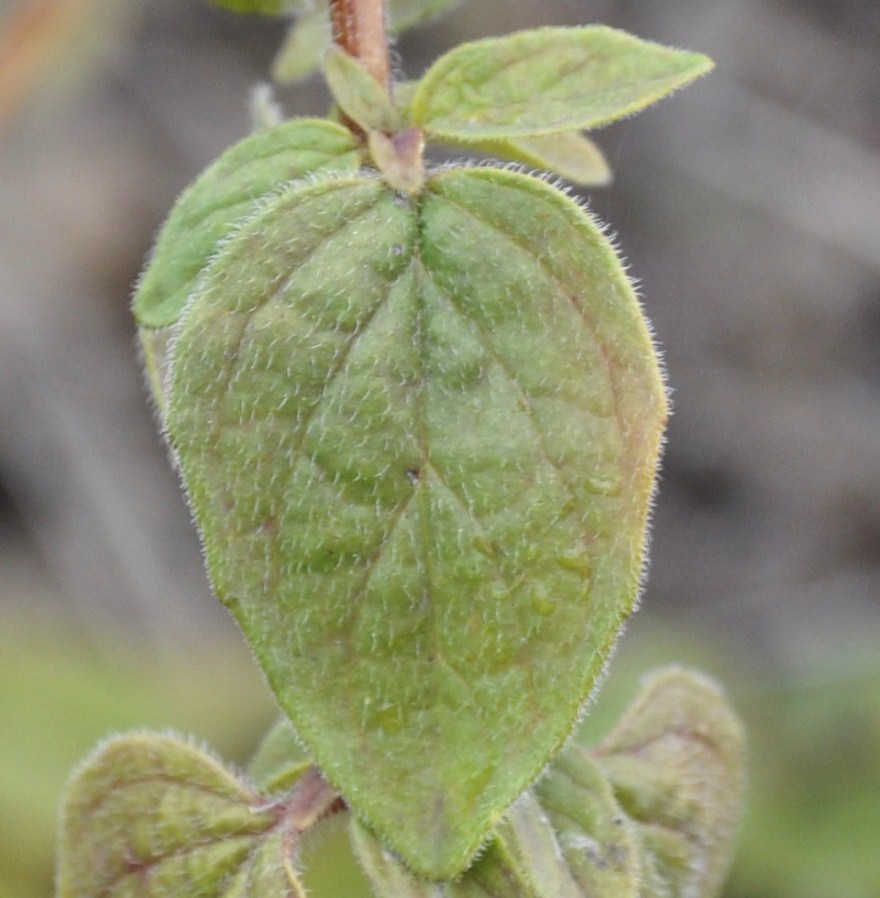 Image of genus Origanum specimen.